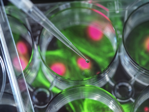 [SK-FLUO-185] Green Fluorescent Human Colonic Fibroblasts