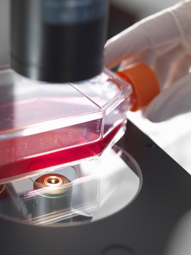 [SA-252CELL-106] HEK293 cell line stably expressing Adenosine A1 Receptor and cAMP Biosensor