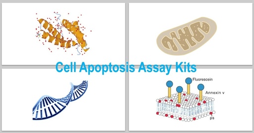 [KS-CELL-273] Caspase 4 Activity Assay Kit (Colorimetric Method)